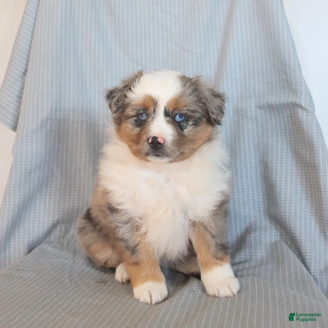 Miniature Australian Shepherd dogs for sale: Sunshine - Ad 5