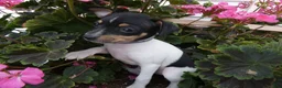 Toy Fox Terrier dogs for sale: Toy Fox Terrier 2 Juno - Ad 2