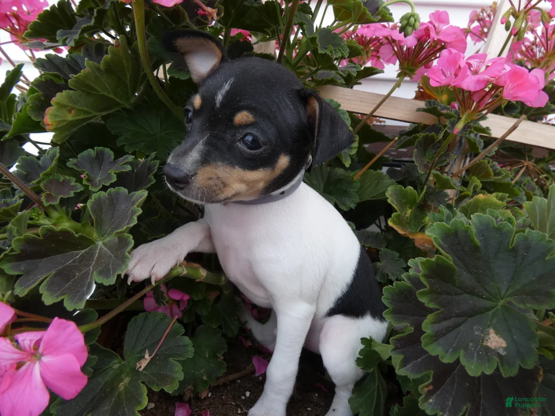 Toy Fox Terrier dogs for sale: Toy Fox Terrier 2 Juno - Ad 2
