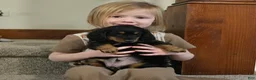 Miniature Dachshund dogs for sale: Tucker  - Ad 3