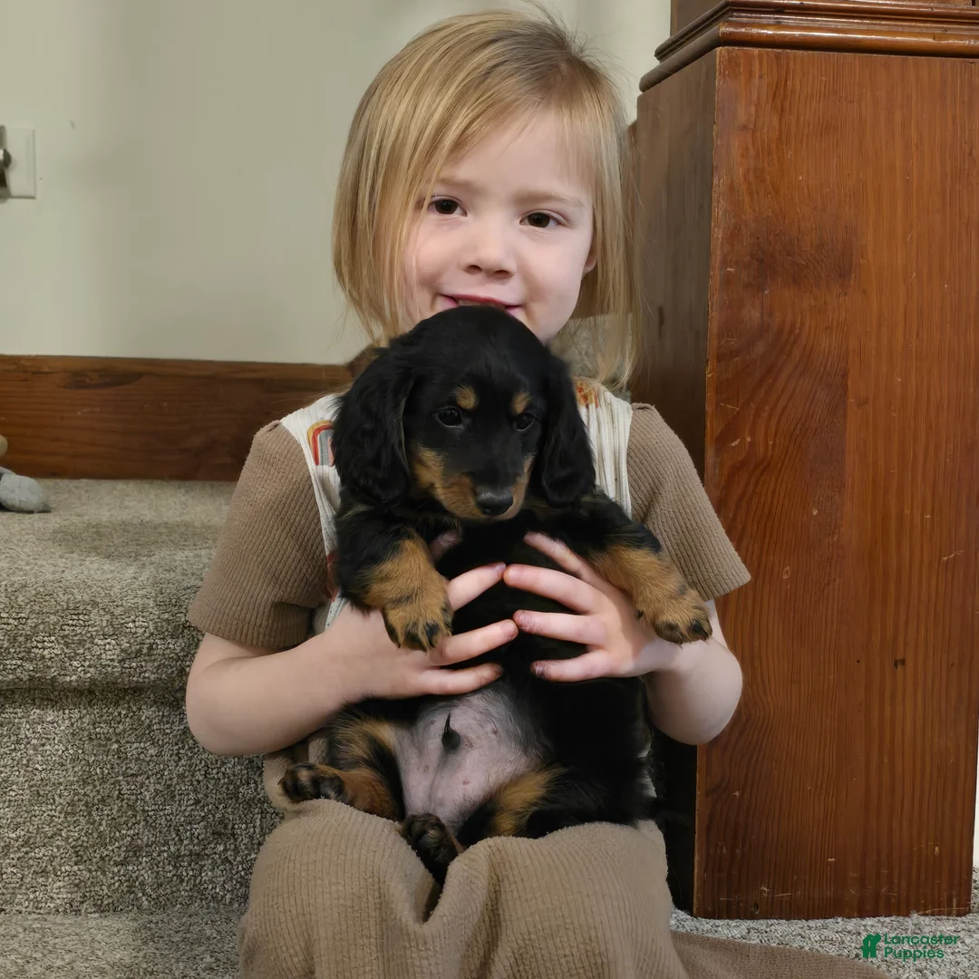 Miniature Dachshund dogs for sale: Tucker  - Ad 3