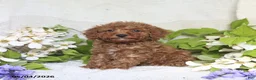 Cockapoo dogs for sale: Jerry - Ad 4