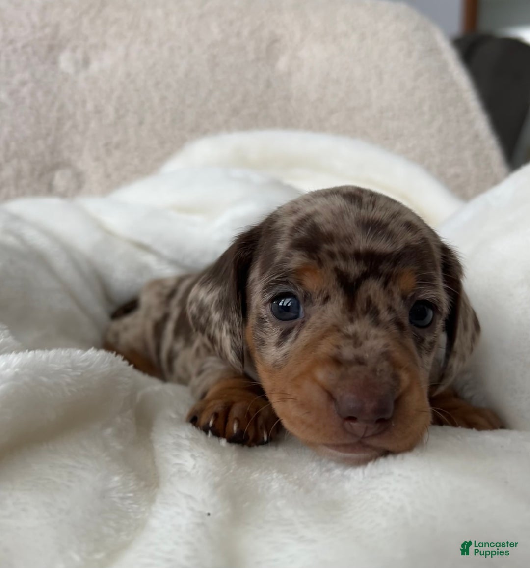 Miniature Dachshund dogs for sale: Roxy - Ad 6