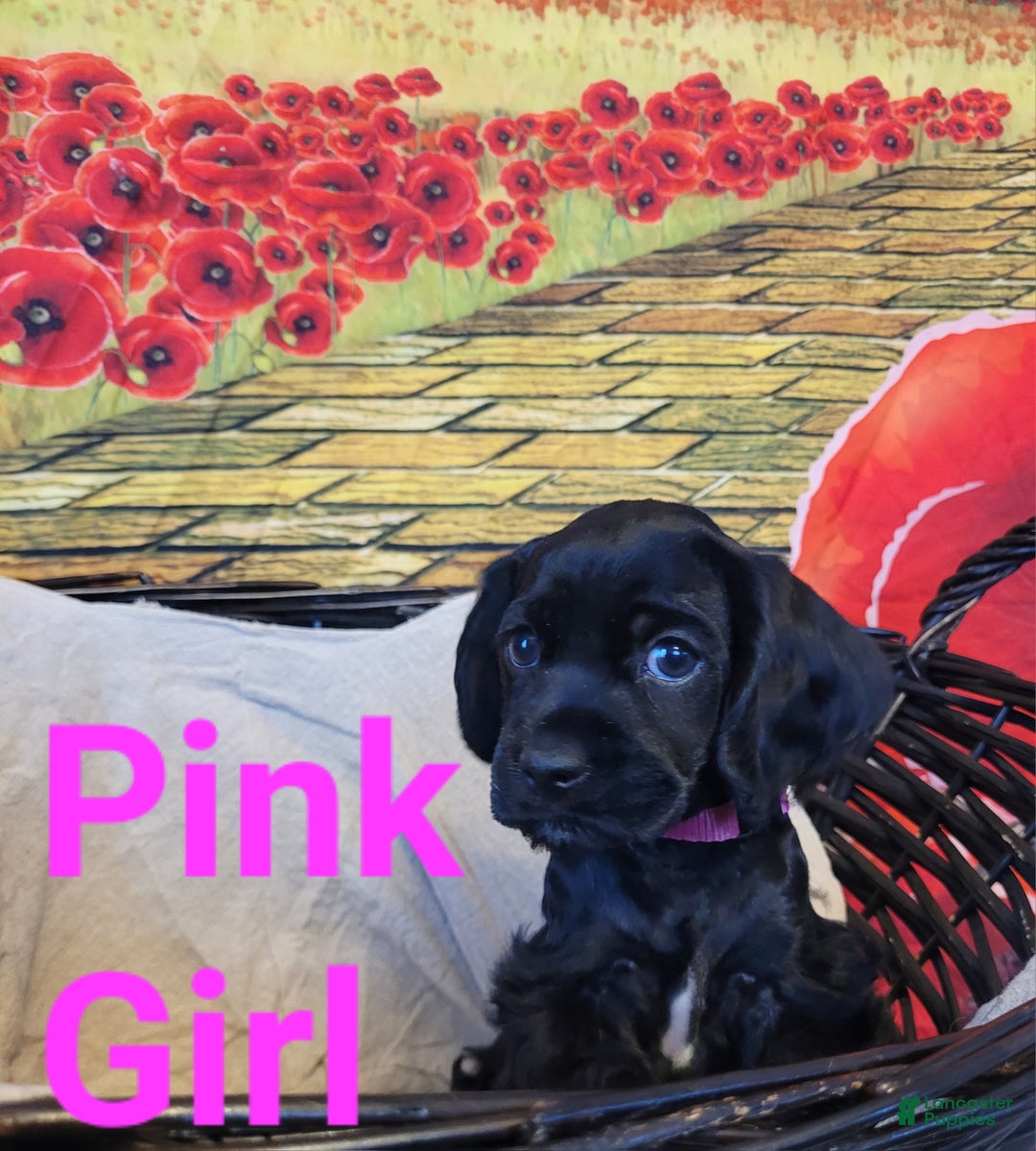 Cockapoo dogs for sale: Pink Girl  - Ad 14