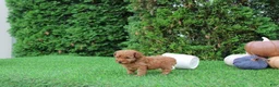 Toy Poodle dogs for sale: AKC Enzo(tiny) - Ad 4