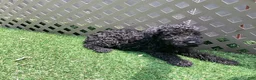 Kerry Blue Terrier dogs for sale: Garth - Ad 4