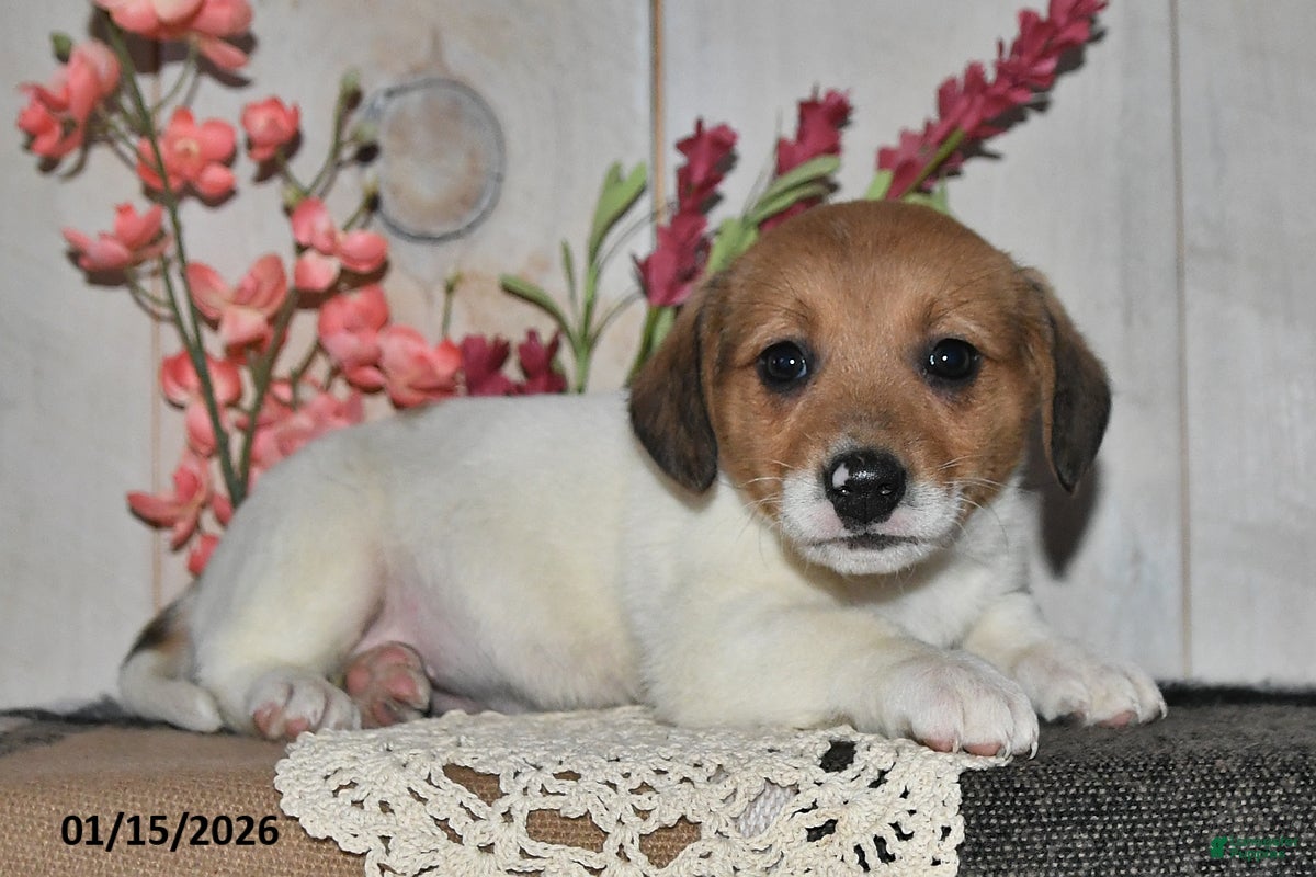 Mixed Breed dogs Millie - Ad 2