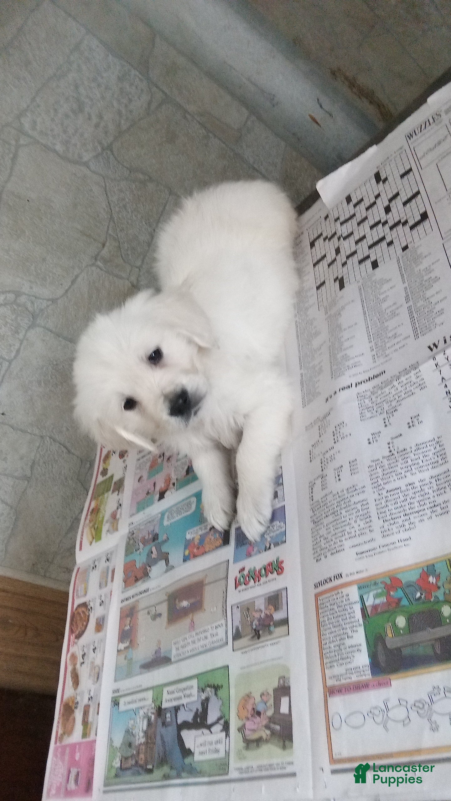 Golden Retriever dogs Cj - Ad 1