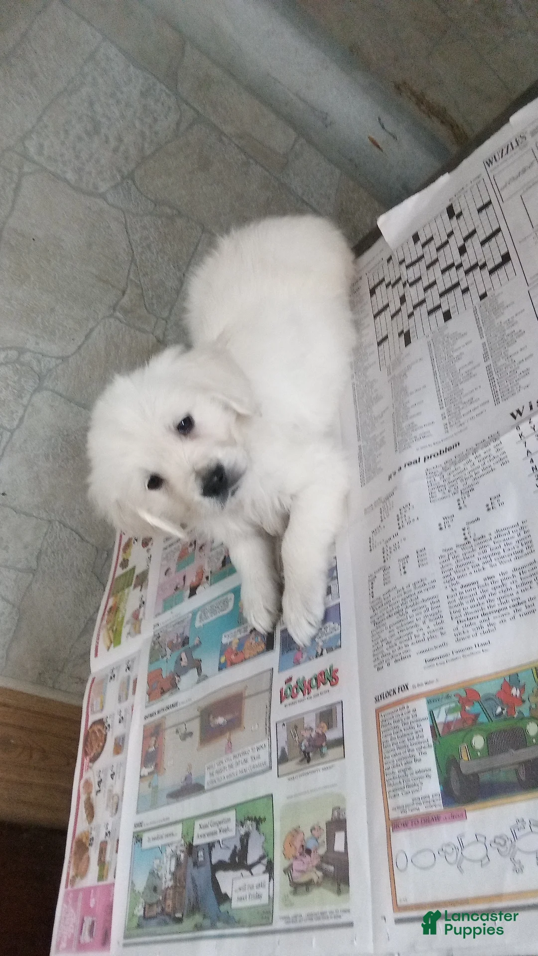 Golden Retriever dogs for sale: Cj - Ad 1