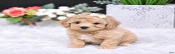 Miniature Poodle dogs for sale: Miniature Poodle 1 - Ad 1