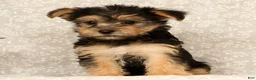Yochon dogs for sale: Katie - Ad 4