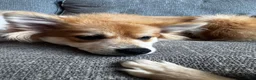 Pomeranian dogs for sale: Foxy Roxy - Ad 3