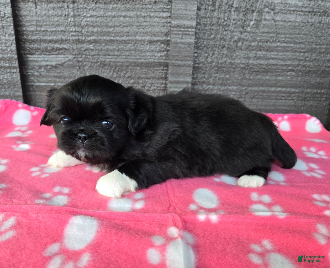 Pekingese dogs for sale: Morticia - Ad 2