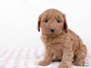 Cockapoo dogs ❤️❤️ Coco ❤️❤️ - Ad 18