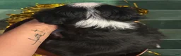 Miniature Australian Shepherd dogs for sale: Miniature Australian Shepherd 8 - Ad 3