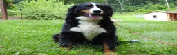 Bernese Mountain Dog dogs for sale: Monte - Ad 6