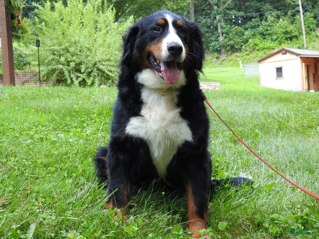 Bernese Mountain Dog dogs for sale: Monte - Ad 6