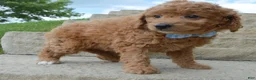 Mini Goldendoodle dogs for sale: Mini Ginger - Ad 3