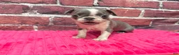 Boston Terrier dogs for sale: Boston Terrier 3 - Ad 3