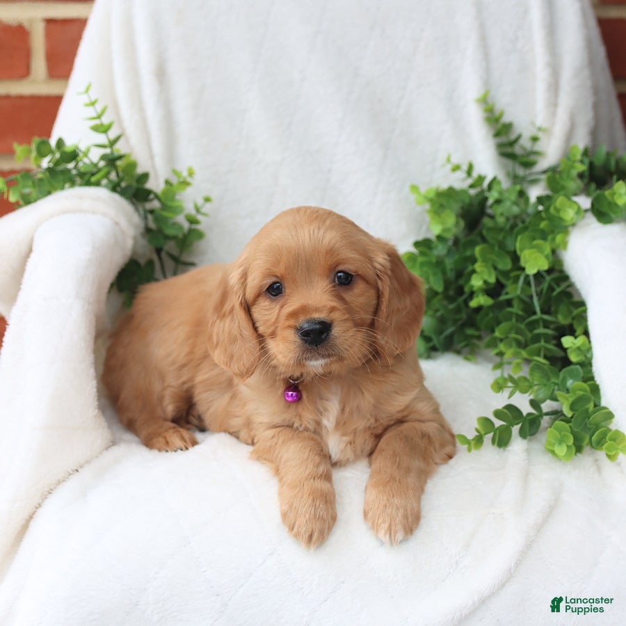 Miniature Golden Retriever dogs Jelena - Ad 1