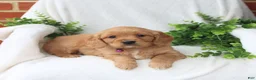 Miniature Golden Retriever dogs for sale: Jelena - Ad 1