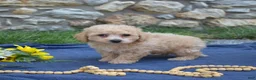 Bichpoo dogs for sale: Coach - Ad 5
