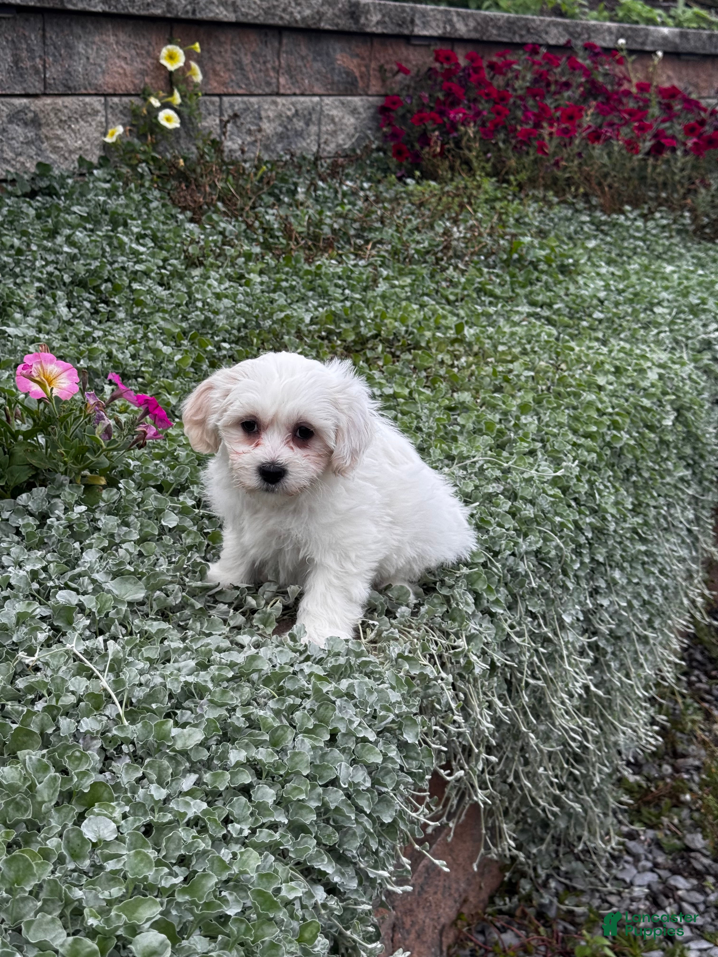 Teddy Bear dogs for sale: Justin - Ad 6