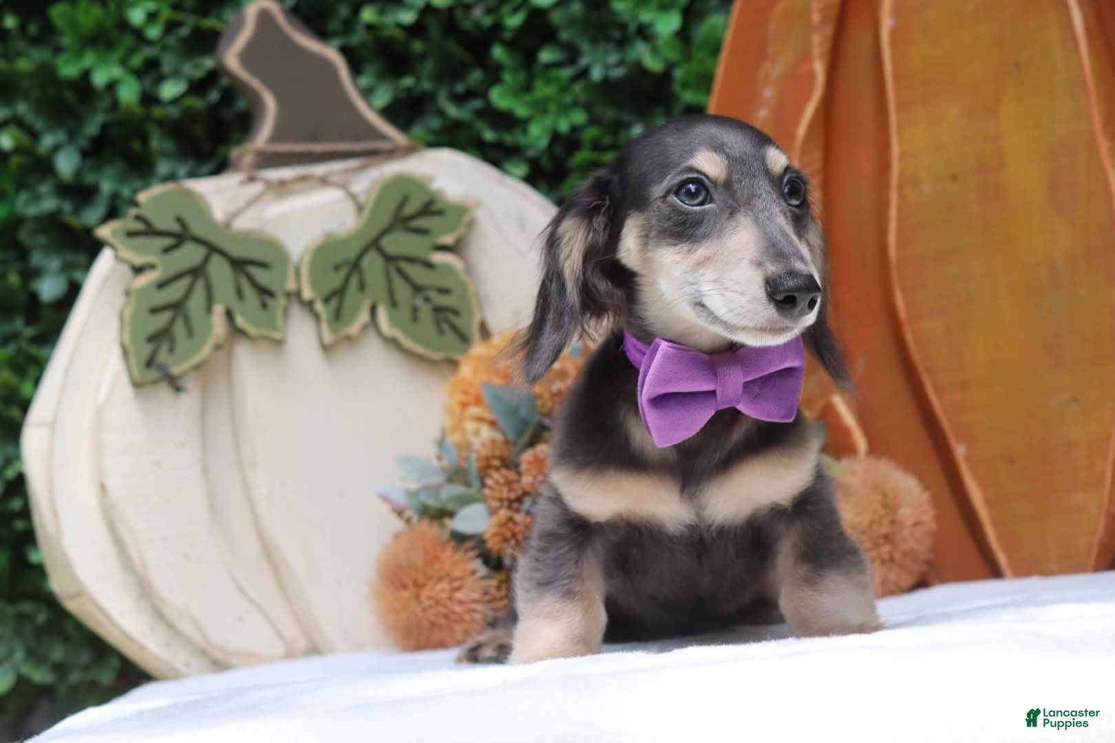 Miniature Dachshund dogs Miniature Dachshund 2 - Ad 1