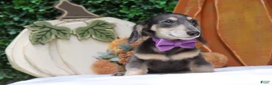 Miniature Dachshund 2
