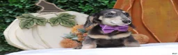Miniature Dachshund dogs for sale: Miniature Dachshund 2 - Ad 1