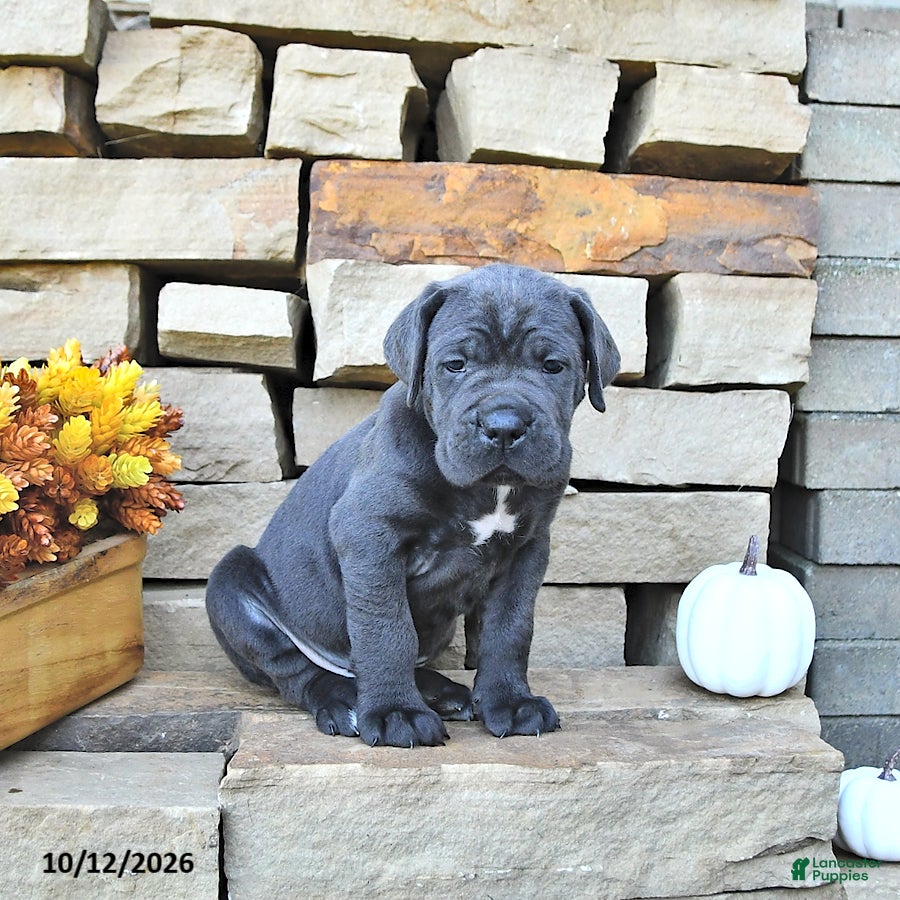 Cane Corso dogs Titan - Ad 2