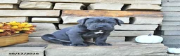 Cane Corso dogs for sale: Titan - Ad 2