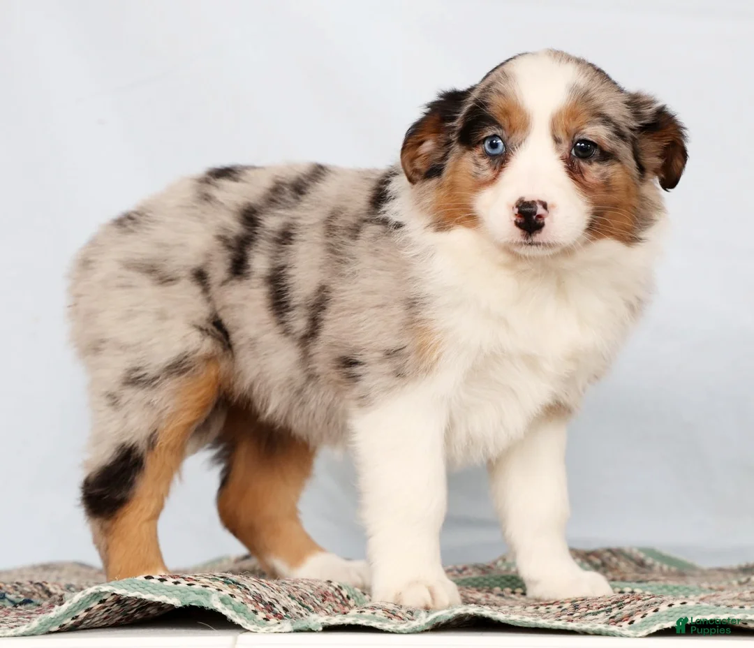 Australian Shepherd dogs for sale: Jessica - Ad 5