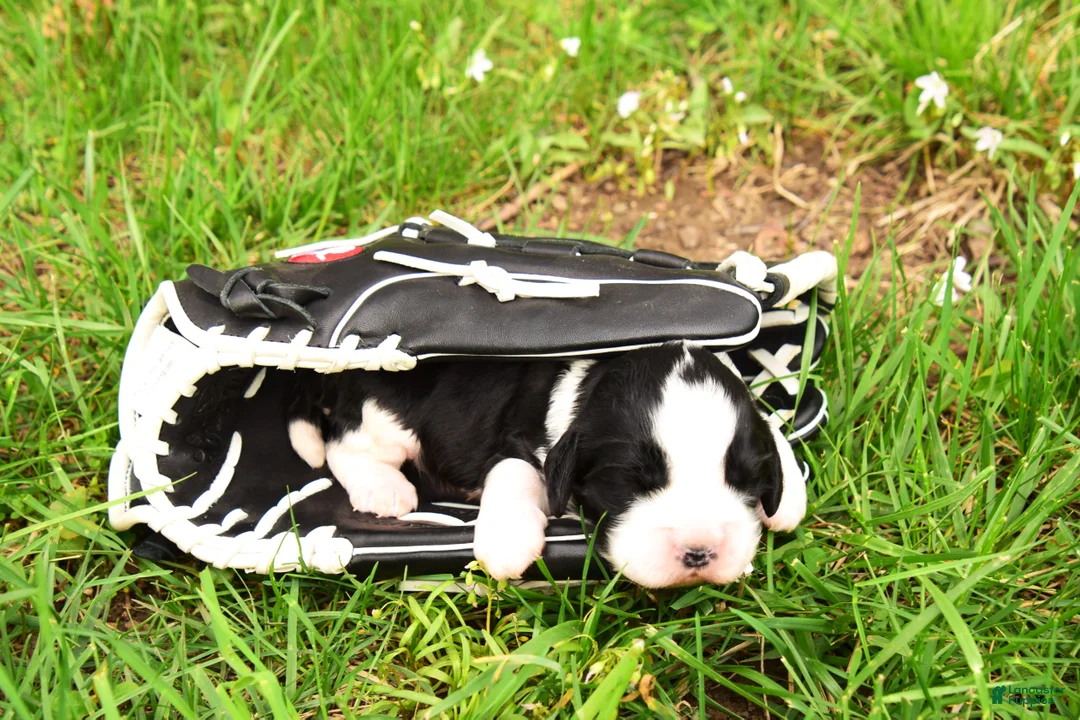 English Springer Spaniel dogs for sale: Onyx - Ad 1