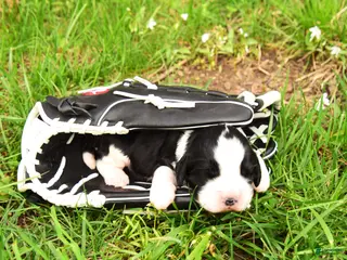 English Springer Spaniel dogs Onyx - Ad 9