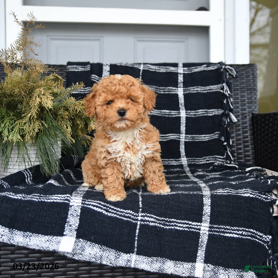 Bichpoo dogs Lucy - Ad 2