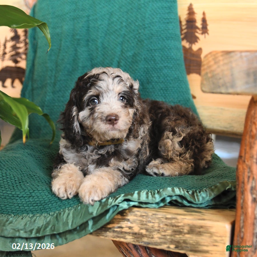 Cockapoo dogs Mason - Ad 2