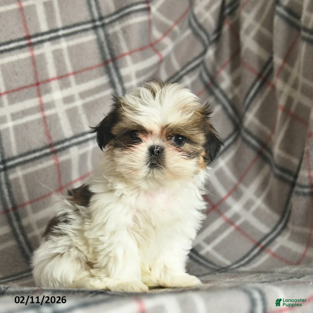 Shih Tzu dogs for sale: Violet  - Ad 1