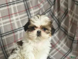 Shih Tzu dogs Violet - Ad 33