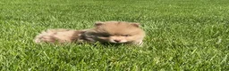 Pomeranian dogs for sale: Chief  - Ad 3