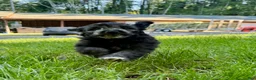 Mini Aussiedoodle dogs for sale: Mini Aussiedoodle 3 Olive - Ad 6