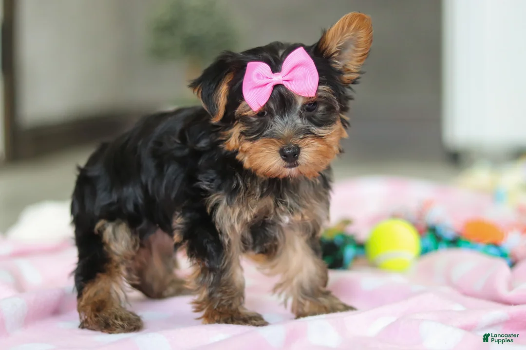 Yorkshire Terrier dogs for sale: Bella - Ad 8