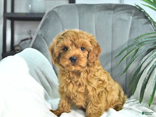 Cavapoo dogs - Ad 31