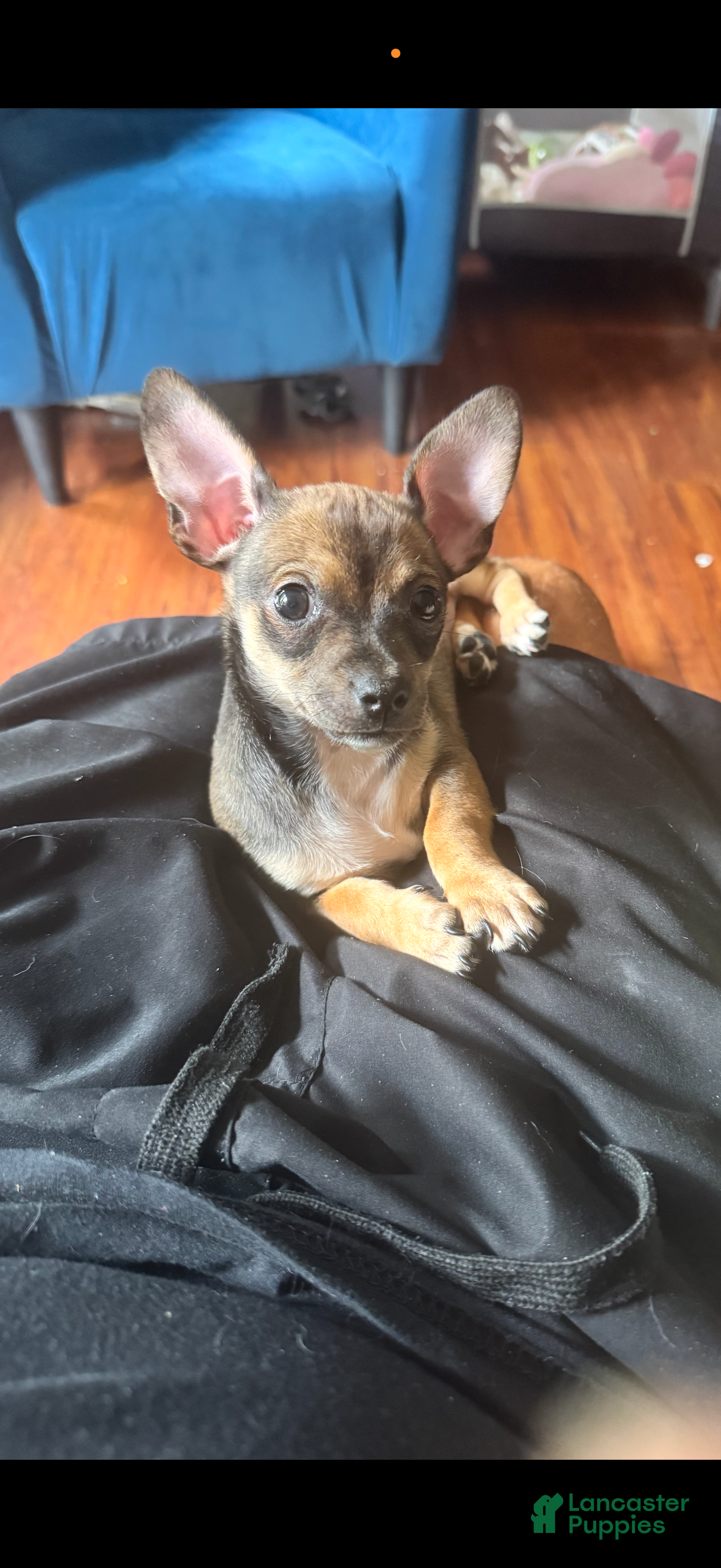 Chihuahua dogs Mini samson - Ad 1
