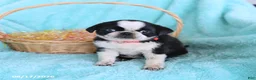 Pug dogs for sale: Abby - Ad 5