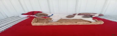 Chihuahua 4