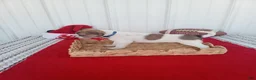 Chihuahua dogs for sale: Chihuahua 4 - Ad 1