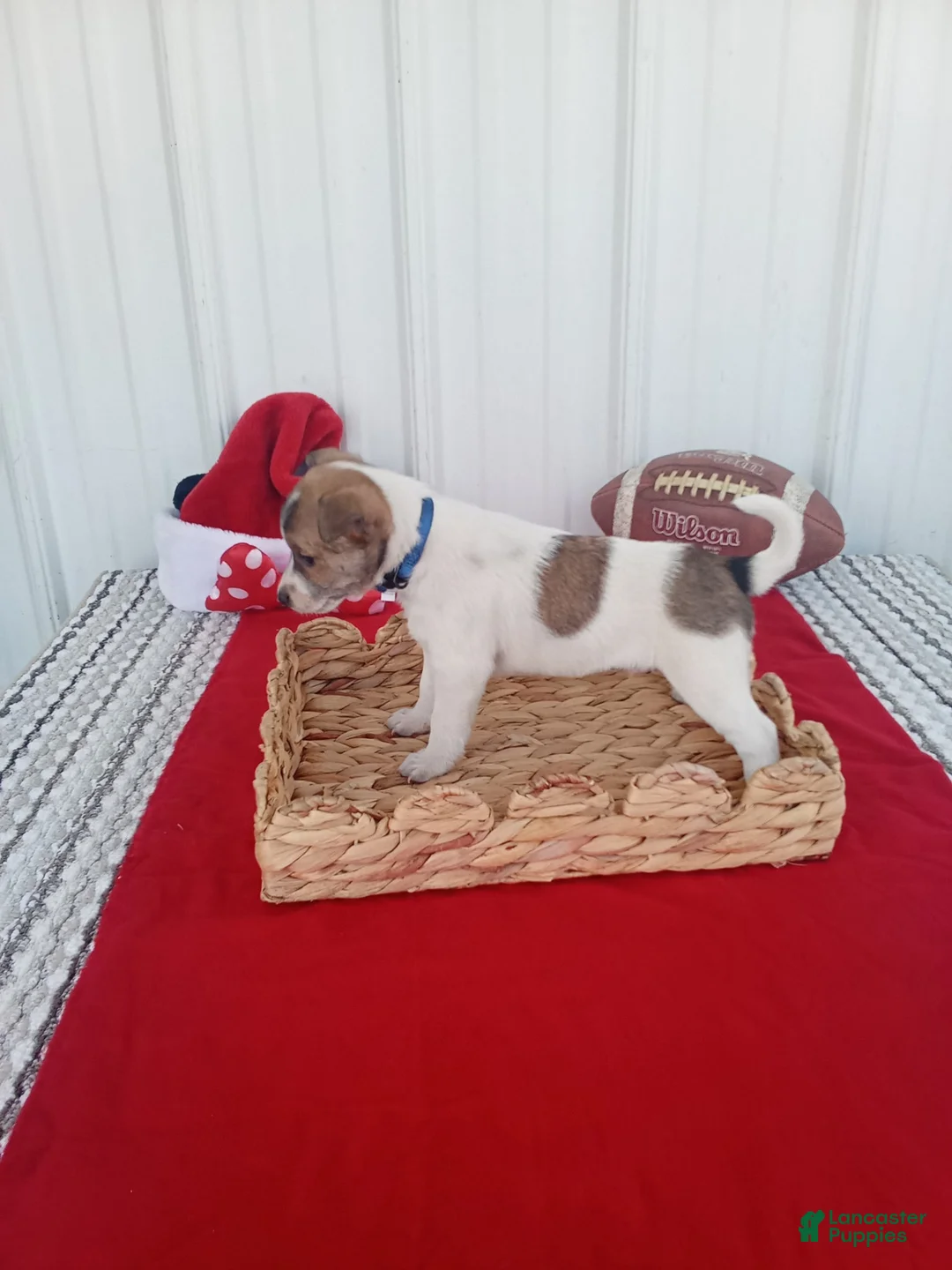 Chihuahua dogs for sale: Chihuahua 4 - Ad 1