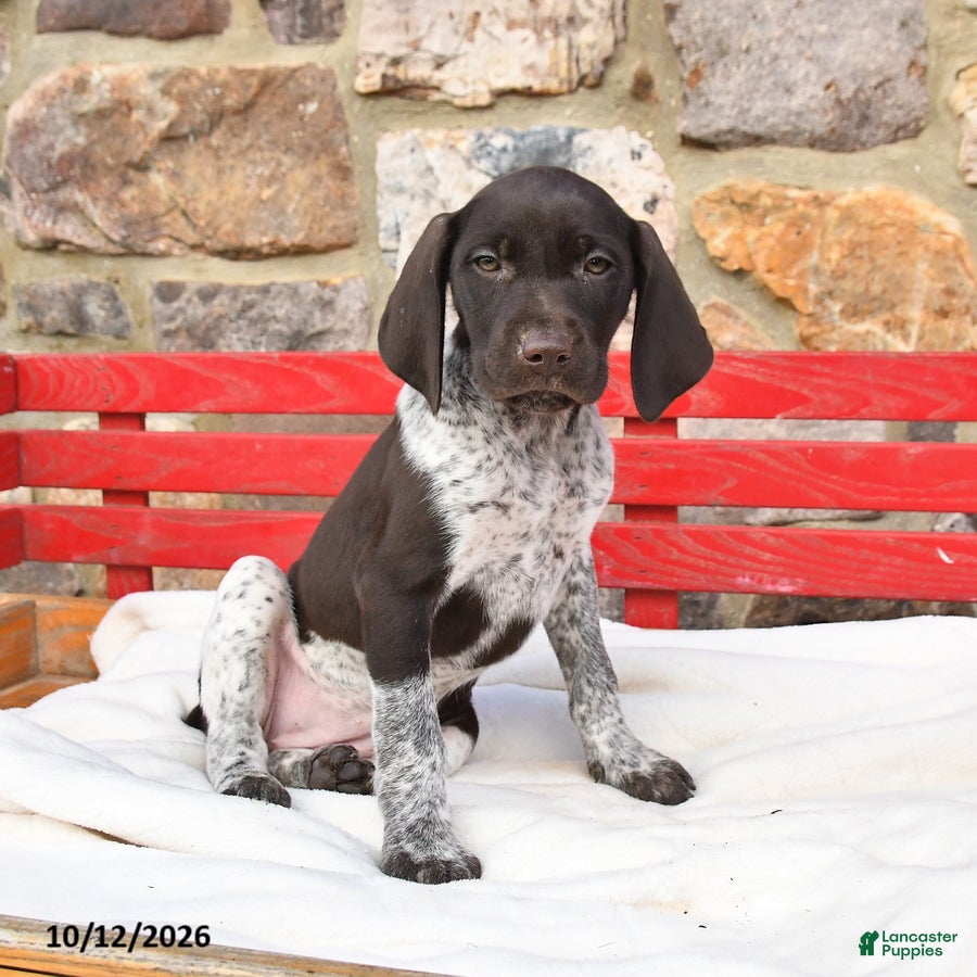 German Shorthaired Pointer dogs for sale: Maple   - Ad 2