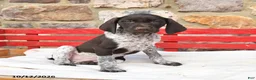German Shorthaired Pointer dogs for sale: Maple   - Ad 2